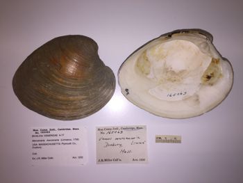 Media type: image; Malacology 165063 Description: image of MCZ Mala 165063 Mercenaria mercenaria;